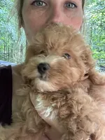 Bently, a male Poodle - Toy  for sale in Atlanta, GA – 10 of 10