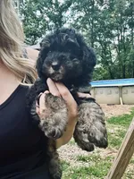 Axel, a male Poodle - Miniature  for sale in Atlanta, GA – 3 of 7