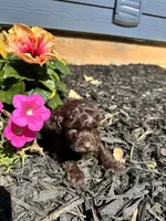 Co Co, a male Poodle - Toy  for sale in Atlanta, GA – 2 of 10