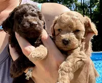 Co Co, a male Poodle - Toy  for sale in Atlanta, GA – 7 of 10