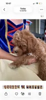Bently, a male Poodle - Toy  for sale in Atlanta, GA – 9 of 9