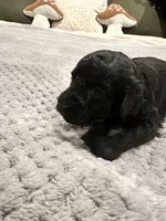 Mandy, a female Poodle - Toy  for sale in Atlanta, GA – 8 of 10