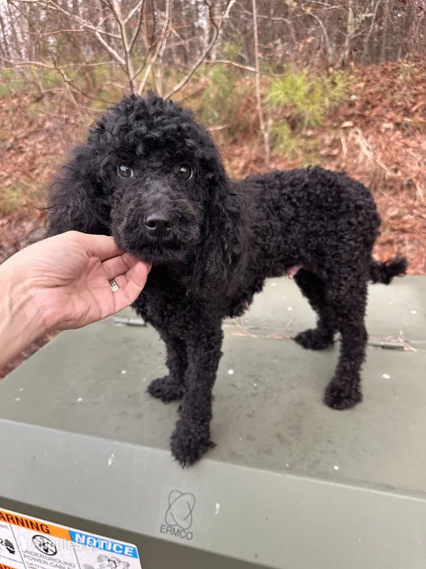 AKC - Onyx – Poodle - Miniature  puppy for sale in Atlanta, GA