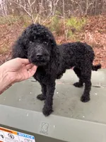 AKC - Onyx, a female Poodle - Miniature  for sale in Atlanta, GA – 1 of 7