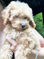 Betsy, a female Poodle - Toy  for sale in Atlanta, GA – 2 of 10