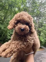 Sarah, a female Poodle - Toy  for sale in Atlanta, GA – 5 of 10