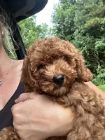 Mia, a female Poodle - Toy  for sale in Atlanta, GA – 3 of 10