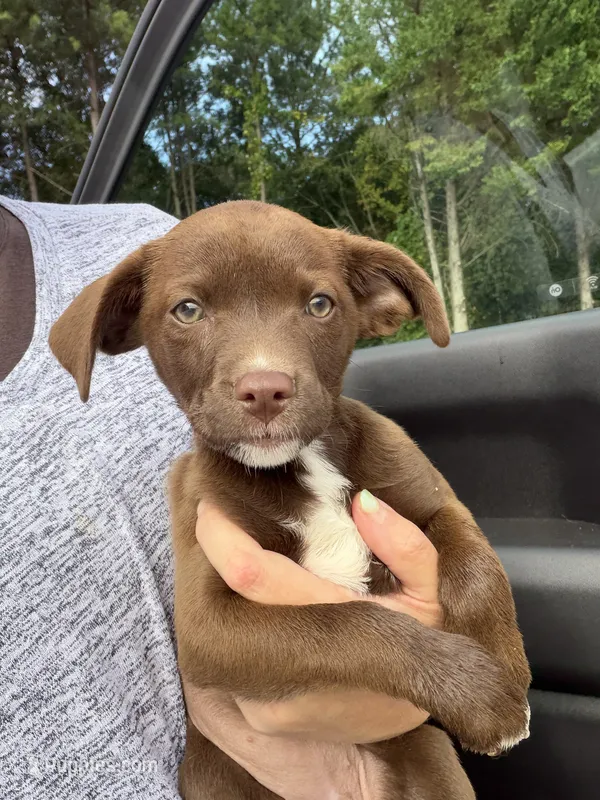 Misty – Australian Shepherd, Labrador Retriever puppy for sale in Atlanta, GA