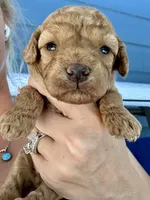 Bruce, a male Poodle - Miniature  for sale in Atlanta, GA – 3 of 5