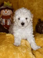 Teddy, a male Poodle - Miniature  for sale in Atlanta, GA – 4 of 6