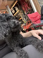 AKC - Onyx, a female Poodle - Miniature  for sale in Atlanta, GA – 3 of 7