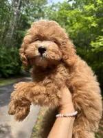 Hunter, a male Poodle - Toy  for sale in Atlanta, GA – 2 of 10