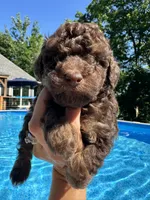Maverick , a male Poodle - Toy  for sale in Atlanta, GA – 8 of 10