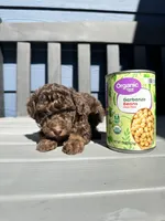 Maverick , a male Poodle - Toy  for sale in Atlanta, GA – 3 of 10