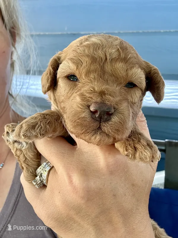 Bruce – Poodle - Miniature  puppy for sale in Atlanta, GA