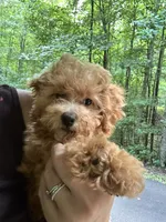 Betsy, a female Poodle - Toy  for sale in Atlanta, GA – 5 of 10