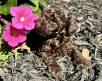 Co Co, a male Poodle - Toy  for sale in Atlanta, GA – 4 of 10
