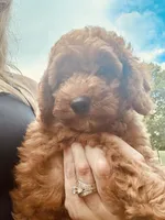 Mia, a female Poodle - Toy  for sale in Atlanta, GA – 7 of 10