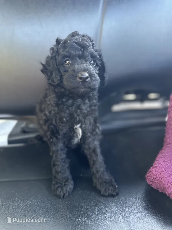 Mandy – Poodle - Toy  puppy for sale in Atlanta, GA