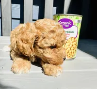 Teddy, a male Poodle - Toy  for sale in Atlanta, GA – 9 of 10