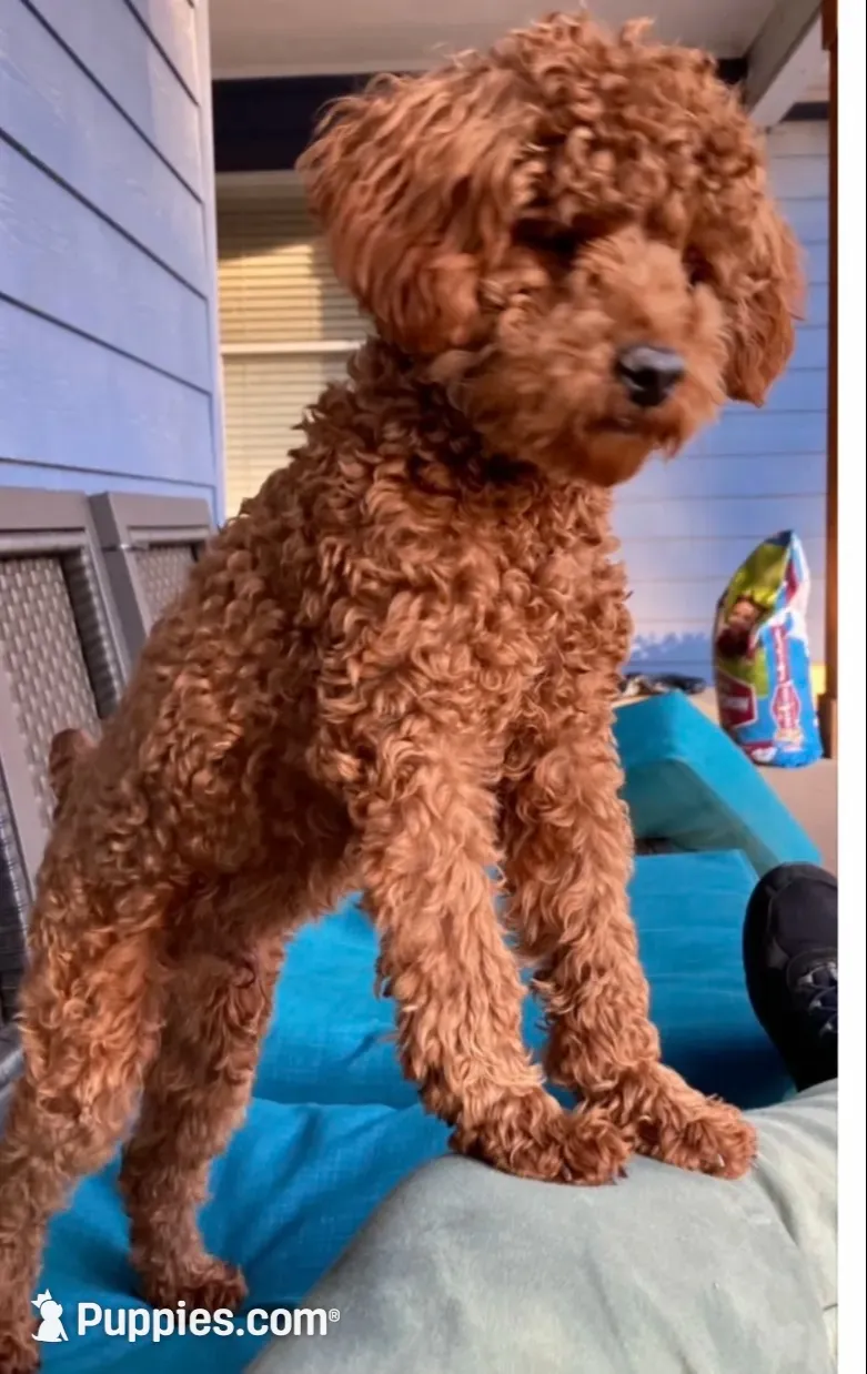 Teddy, a male Poodle - Toy  for sale in Atlanta, GA – 3 of 4