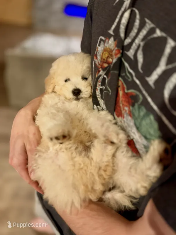 Big Boy – Poodle - Toy  puppy for sale in Atlanta, GA