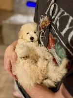 Big Boy, a male Poodle - Toy  for sale in Atlanta, GA – 3 of 3