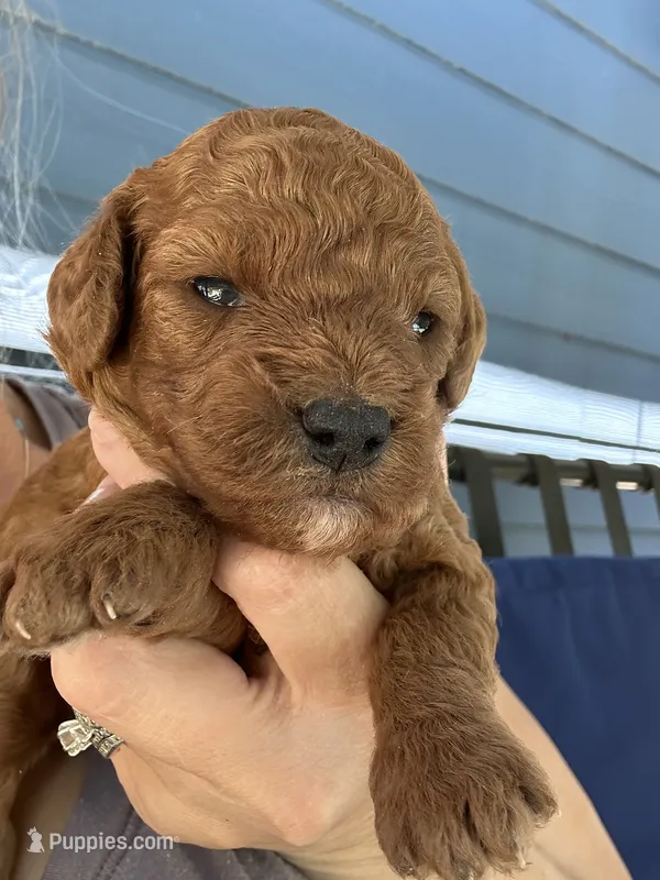 Mia – Poodle - Miniature  puppy for sale in Atlanta, GA