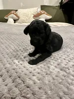 Mandy, a female Poodle - Toy  for sale in Atlanta, GA – 3 of 10