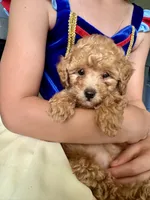 Teddy, a male Poodle - Toy  for sale in Atlanta, GA – 8 of 10