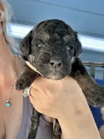 Axel, a male Poodle - Miniature  for sale in Atlanta, GA – 8 of 9
