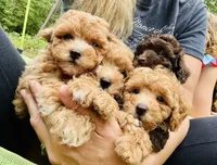 Teddy, a male Poodle - Toy  for sale in Atlanta, GA – 7 of 10