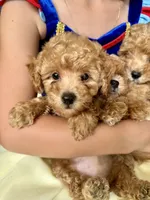 Teddy, a male Poodle - Toy  for sale in Atlanta, GA – 2 of 10