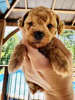 Bella, a female Poodle - Toy  for sale in Atlanta, GA – 4 of 10