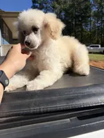 Cotton, a male Poodle - Miniature  for sale in Atlanta, GA – 4 of 4