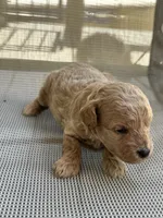 Hunter, a male Poodle - Miniature  for sale in Atlanta, GA – 3 of 10