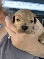Hunter, a male Poodle - Miniature  for sale in Atlanta, GA – 5 of 10