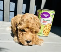 Teddy, a male Poodle - Toy  for sale in Atlanta, GA – 10 of 10