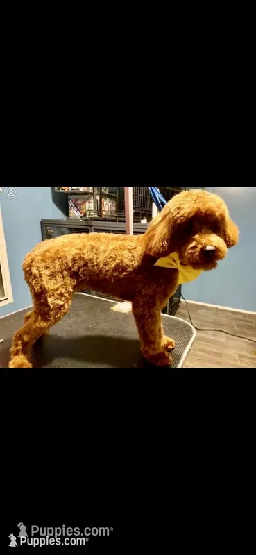 Teddy – Poodle - Toy  puppy for sale in Atlanta, GA