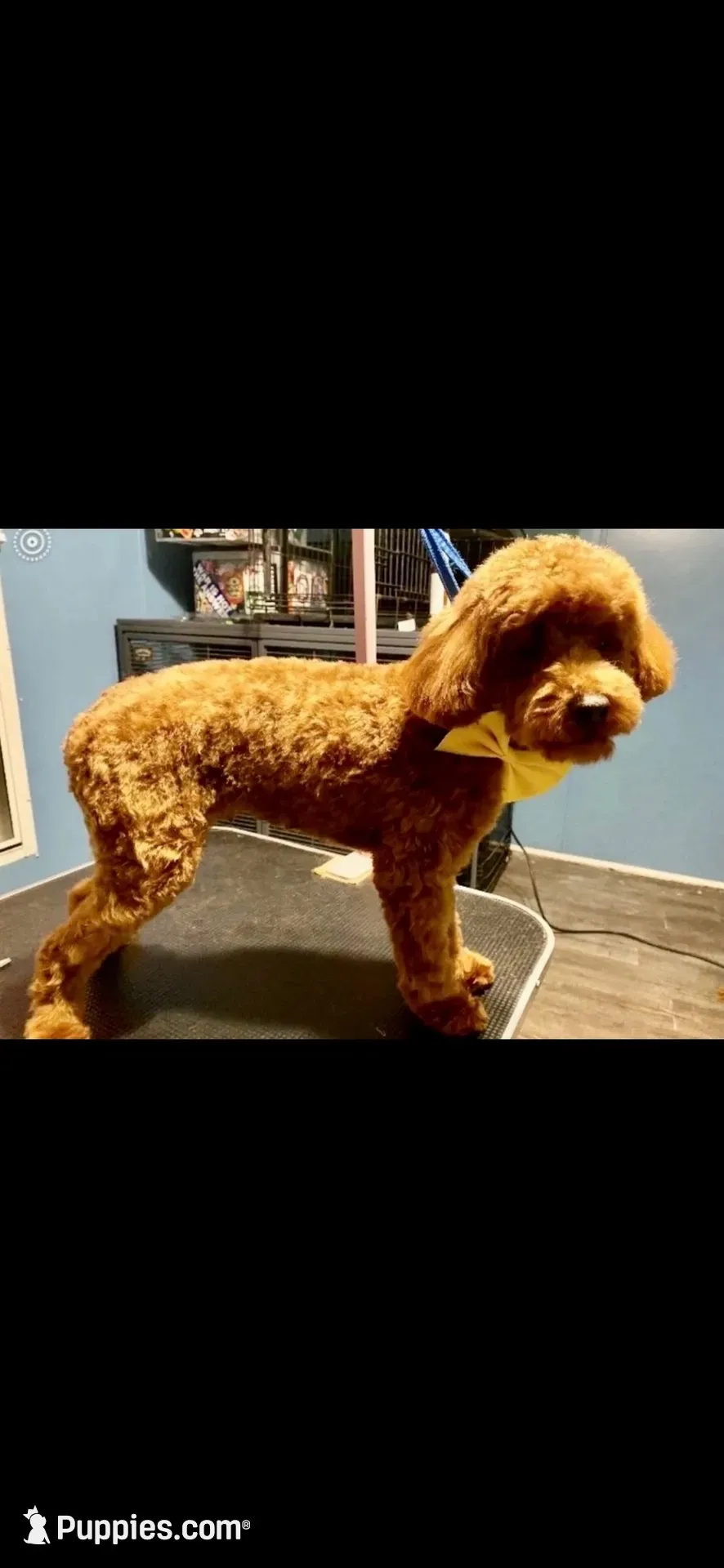 Teddy, a male Poodle - Toy  for sale in Atlanta, GA – 1 of 4