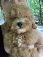 Bently, a male Poodle - Toy  for sale in Atlanta, GA – 9 of 10