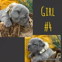 Girl #4, a female French Bulldog for sale in Idaho Falls, ID – 3 of 3