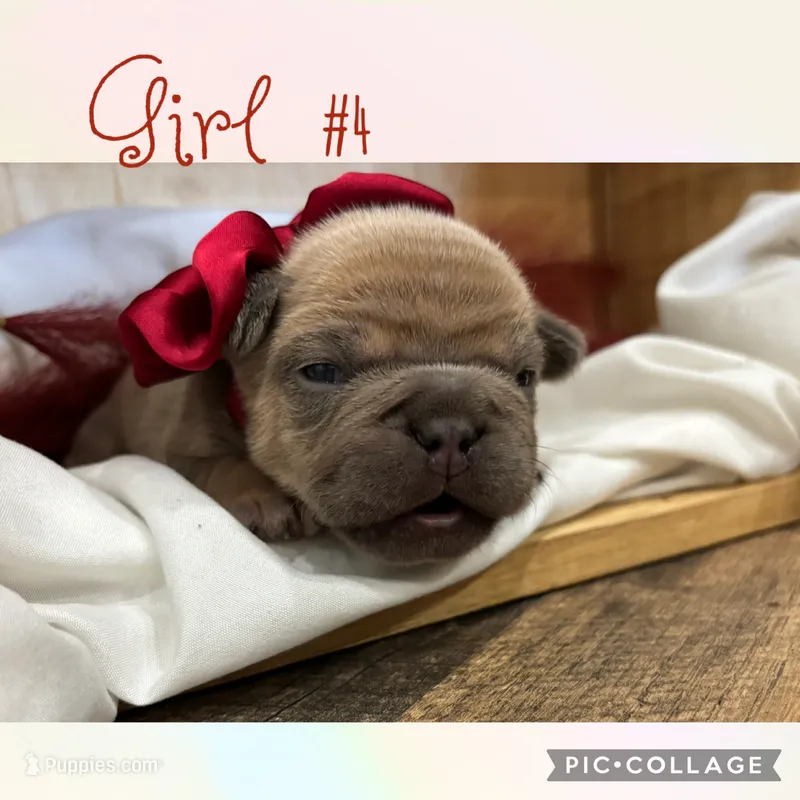 Girl #4 – French Bulldog puppy for sale in Idaho Falls, ID