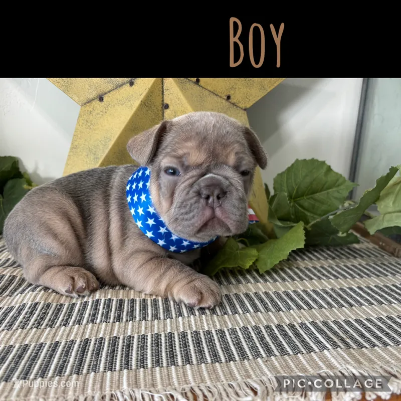 Little Boy – French Bulldog puppy for sale in Idaho Falls, ID