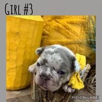 Girl #3, a female French Bulldog for sale in Idaho Falls, ID – 3 of 3