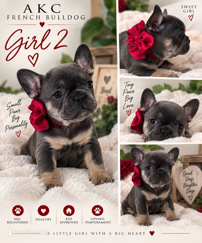 Girl 2 – French Bulldog puppy for sale in Idaho Falls, ID