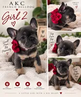 Girl 2, a female French Bulldog for sale in Idaho Falls, ID – 1 of 2