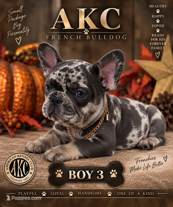 Boy 3 – French Bulldog puppy for sale in Idaho Falls, ID