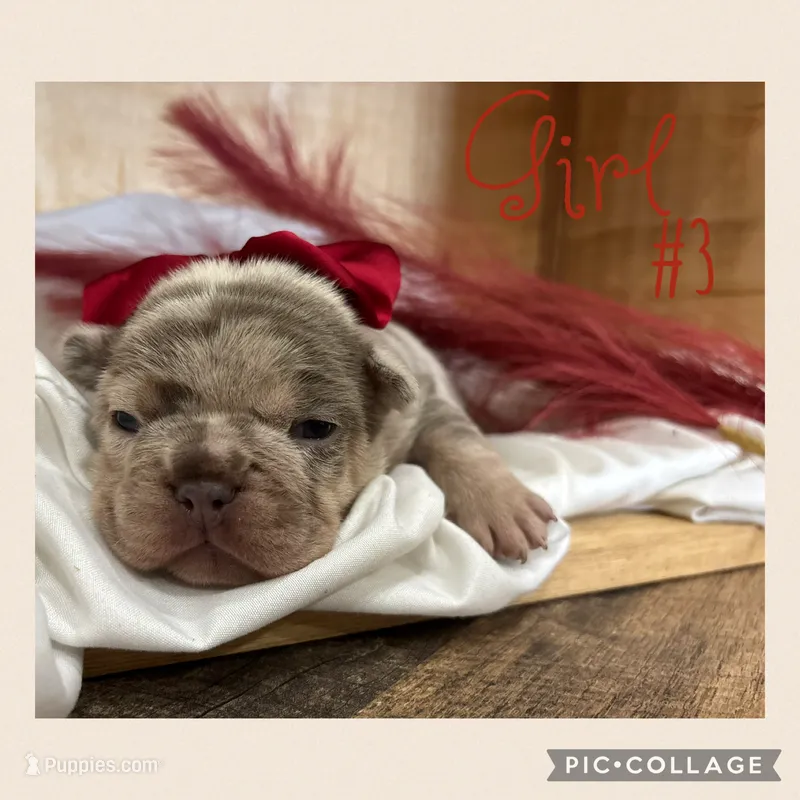 Girl #3 – French Bulldog puppy for sale in Idaho Falls, ID