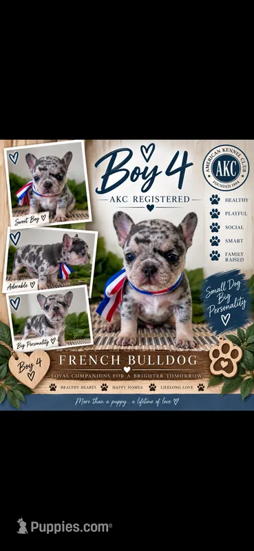 Boy 4 – French Bulldog puppy for sale in Idaho Falls, ID